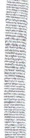 Narrow Ribbon [V48-ZG] (silver) 10 mm